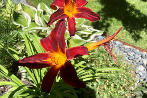 Blooming Mountain Lillies